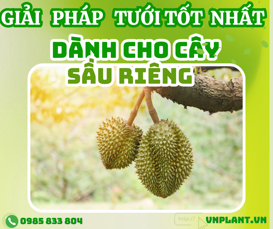 giải pháp tưới cho cây sầu riêng